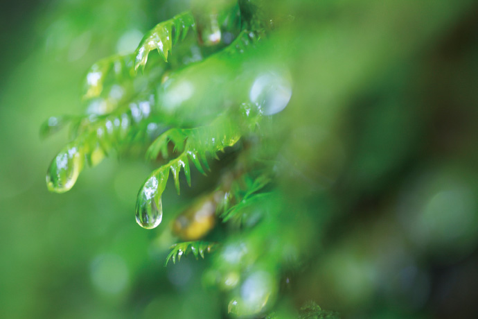 写真：緑の葉っぱについている水滴